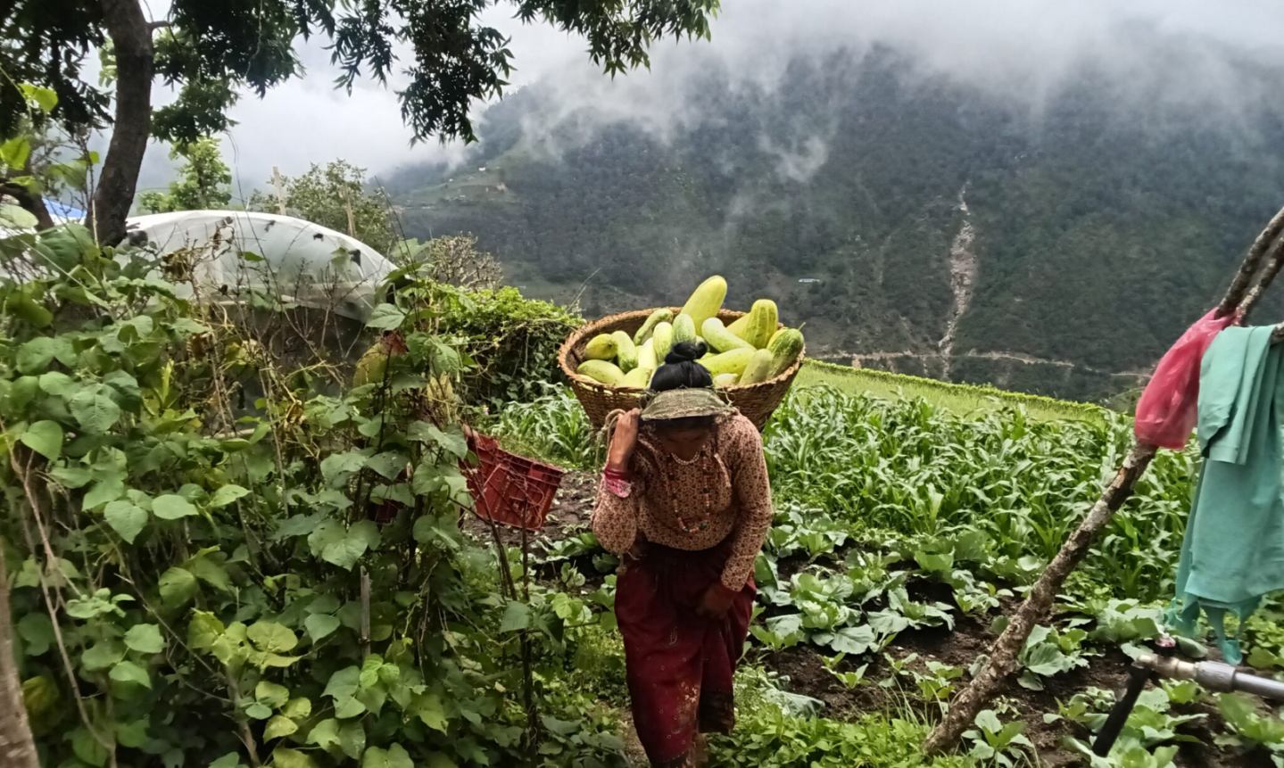 व्यवसायिक तरकारी खेतीले आत्म निर्भर बन्दै ग्रामिण महिला